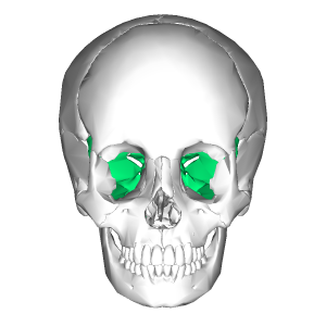 Sphenoid_bone_-_anterior_view